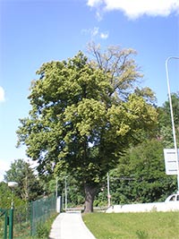 Alej lip Brfova - Brno (pamtn strom) - Posledn lpa v Pisrkch
