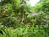 Botanick zahrada - Teplice (botanick zahrada) - Tropick flora 