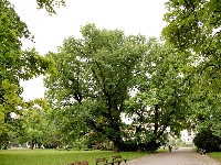 Dub letní na Moravském náměstí - Brno-Veveří (památný strom)