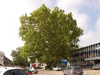 Platany  - Zvonařka (památný strom)