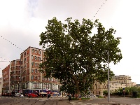 Platan na Benešově třídě - Brno-město (památný strom)