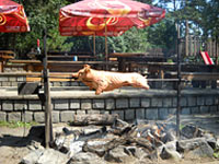 Restaurace Sherwood - Brno-idenice (restaurace) - 