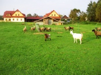 foto Farma u Vojtků - Moravské Křižánky (penzion)