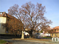 památná lípa - Brno - Bystrc (památný strom)