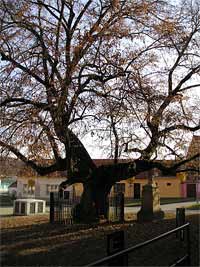 pamtn lpa - Brno - Bystrc (pamtn strom) - 