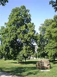 Bj�rnson�v sad - Brno (park) - 