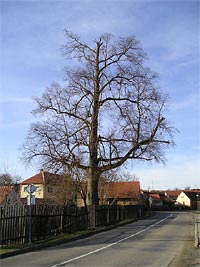 Chudčická lípa - Chudčice (památný strom)