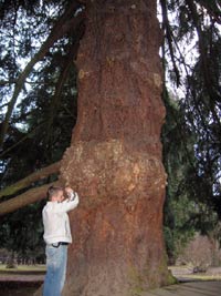 Americk zahrada - Chudenice (botanick zahrada, park) - Stromeek