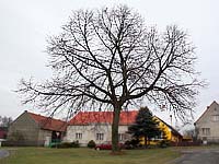 Lípa - Žákava (památný strom)
