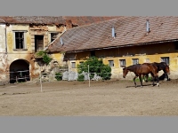 Reice (zmek) - 