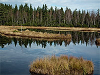 foto Chalupsk sla - Svinn Lada (prodn rezervace)