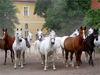 Národní hřebčín - Kladruby nad Labem (zajímavost) - Koně