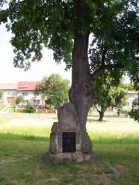 Lípa svobody - Vícov (památný strom)