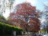 Buk lesní červenolistý (památný strom)