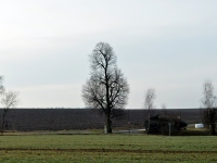 Chrnn strom - Miloovice (strom) - 