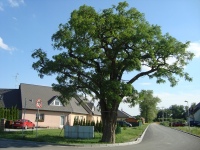 Hluovice (obec) - 
