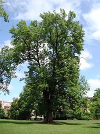 echovy sady - Olomouc (park)