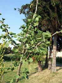 Arboretum - Vrahovice (arboretum) - 