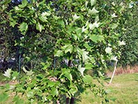 Arboretum - Vrahovice (arboretum) - 