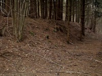 hrad Ungeltberg - Uhnov (hrad) - Zbytky hradu.