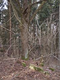 hrad Ungeltberg - Uhnov (hrad) - Zbytky hradu.