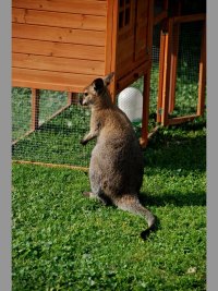 Faunapark - Horn Lipov (zoo) - 