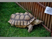 Faunapark - Horn Lipov (zoo) - 
