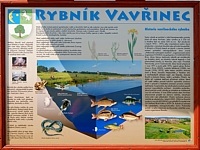 Vavinec (rybnk) - Vavinec rybnk