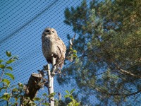 Sov voliry - Borov Lada (zologick zahrada) - 