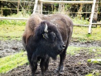foto Vbh s bizony - Prily (zajmavost)