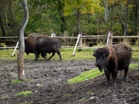 foto Vbh s bizony - Prily (zajmavost)