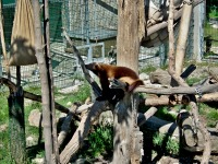 ZOO Ohrada - Hlubok nad Vltavou (zoo) - 