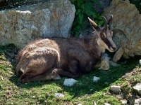 ZOO Ohrada - Hlubok nad Vltavou (zoo) - 