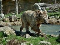 ZOO Ohrada - Hlubok nad Vltavou (zoo) - 