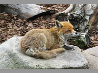 ZOO Ohrada - Hlubok nad Vltavou (zoo) - 