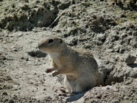 ZOO Ohrada - Hlubok nad Vltavou (zoo) - 