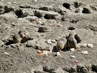 ZOO Ohrada - Hlubok nad Vltavou (zoo) - 
