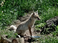 ZOO Ohrada - Hlubok nad Vltavou (zoo) - 