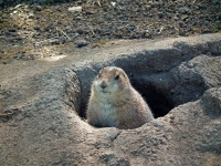 foto ZOO Ohrada - Hlubok nad Vltavou (zoo)