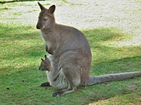 ZOO Ohrada - Hlubok nad Vltavou (zoo) - 