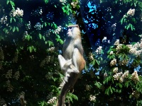 ZOO Ohrada - Hlubok nad Vltavou (zoo) - 