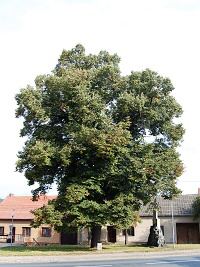 Moravsk Knnice (obec) - 