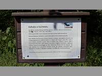 Babyka u Suchdolu (strom) - 