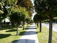Luec nad Cidlinou (obec) - Nov alej