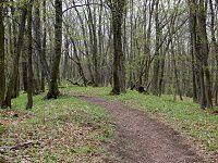 Horkovsk hrad (zcenina hradu) - Cesta hradn ploinou