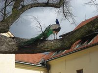 Pardubice (zmek) - V arelu zmku je mono spatit i pvy