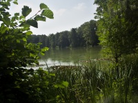 Lopateck rybnk - hlavice (rybnk) - 