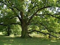 echy pod Kosem (zmek) - echy pod Kosem park 1