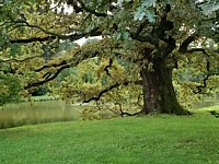 echy pod Kosem (zmek) - echy pod Kosem park 3
