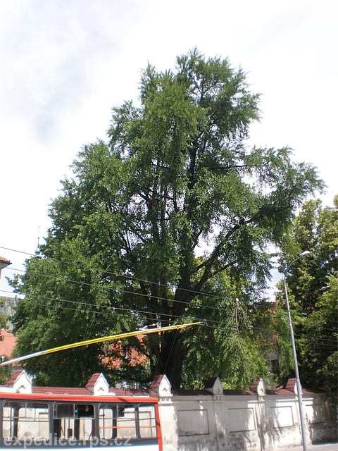 foto Strom ginkgo v kltern zahrad - Brno (pamtn strom)